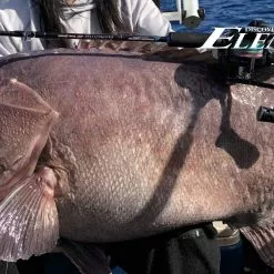 Ocean’s Legacy Elementus Rods -Reels Shop Elementus 1350x650 2