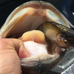 MEGABASS I-SLIDE 185MM -Reels Shop I Slide 185 Largemouth Shimabukuro